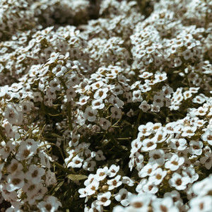 Meet your Posher, Ral